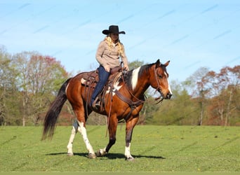 Paint Horse, Caballo castrado, 8 años, 150 cm, Pío