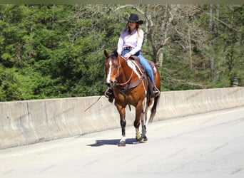 Paint Horse, Caballo castrado, 8 años, 150 cm, Pío