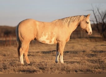 Paint Horse, Caballo castrado, 8 años, 152 cm, Palomino