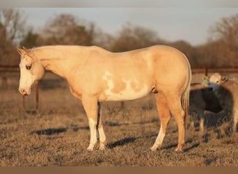 Paint Horse, Caballo castrado, 8 años, 152 cm, Palomino