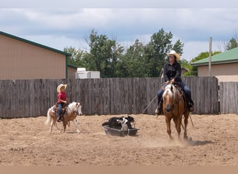 Paint Horse, Caballo castrado, 8 años, 152 cm, Palomino