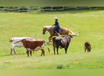 Paint Horse, Caballo castrado, 8 años, 152 cm, Palomino