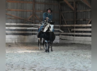 Paint Horse, Caballo castrado, 8 años, 152 cm, Pío