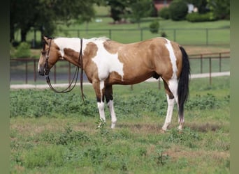 Paint Horse, Caballo castrado, 8 años, 152 cm