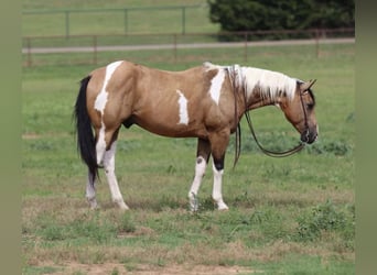 Paint Horse, Caballo castrado, 8 años, 152 cm