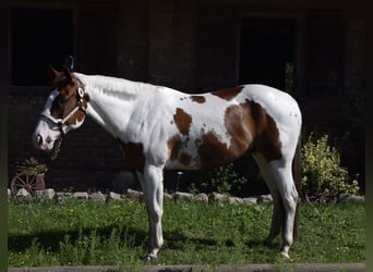 Paint Horse, Caballo castrado, 8 años, 152 cm, Tobiano-todas las-capas
