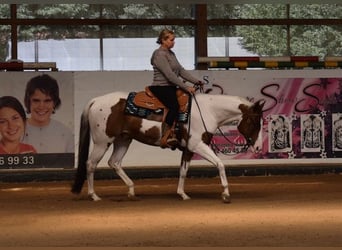 Paint Horse, Caballo castrado, 8 años, 152 cm, Tobiano-todas las-capas