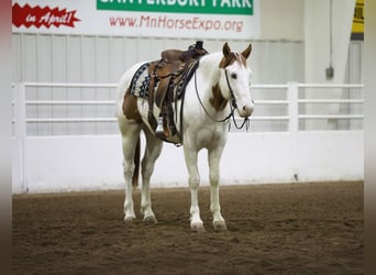 Paint Horse, Caballo castrado, 8 años, 152 cm, Tovero-todas las-capas