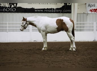 Paint Horse, Caballo castrado, 8 años, 152 cm, Tovero-todas las-capas