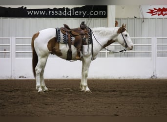 Paint Horse, Caballo castrado, 8 años, 152 cm, Tovero-todas las-capas