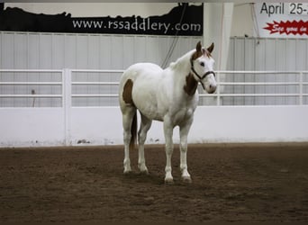 Paint Horse, Caballo castrado, 8 años, 152 cm, Tovero-todas las-capas