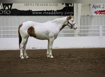 Paint Horse, Caballo castrado, 8 años, 152 cm, Tovero-todas las-capas