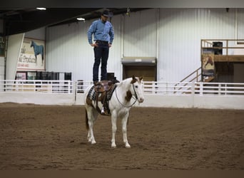 Paint Horse, Caballo castrado, 8 años, 152 cm, Tovero-todas las-capas