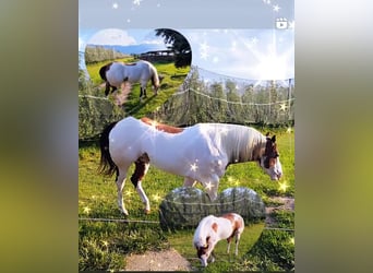 Paint Horse, Caballo castrado, 8 años, 153 cm, Overo-todas las-capas