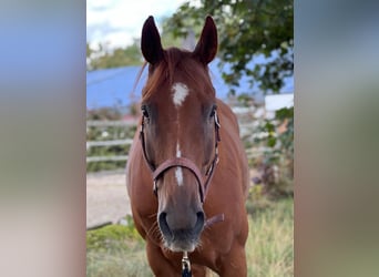Paint Horse Mestizo, Caballo castrado, 8 años, 155 cm, Alazán