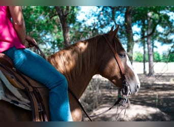 Paint Horse, Caballo castrado, 8 años, 155 cm, Alazán rojizo