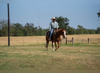 Paint Horse, Caballo castrado, 8 años, 155 cm, Alazán rojizo