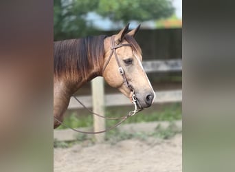Paint Horse, Caballo castrado, 8 años, 155 cm, Buckskin/Bayo