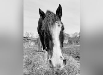 Paint Horse, Caballo castrado, 8 años, 155 cm, Castaño