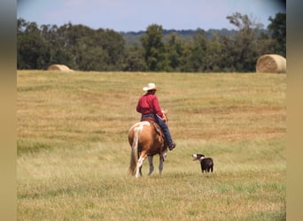 Paint Horse, Caballo castrado, 8 años, 155 cm, Pío