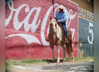 Paint Horse, Caballo castrado, 8 años, 155 cm, Pío