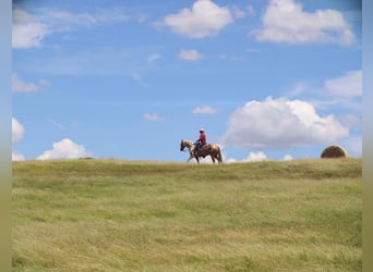 Paint Horse, Caballo castrado, 8 años, 155 cm, Pío