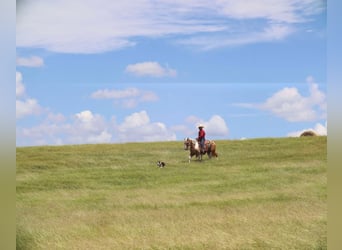 Paint Horse, Caballo castrado, 8 años, 155 cm, Pío