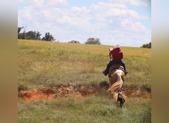 Paint Horse, Caballo castrado, 8 años, 155 cm, Pío