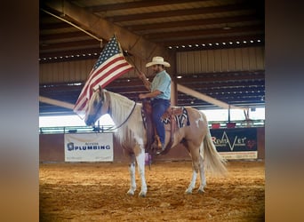 Paint Horse, Caballo castrado, 8 años, 155 cm, Pío