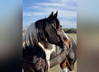 Paint Horse, Caballo castrado, 8 años, 155 cm, Tobiano-todas las-capas