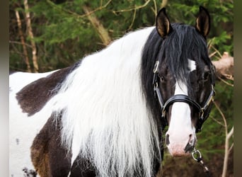 Paint Horse, Caballo castrado, 8 años, 158 cm