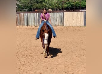 Paint Horse, Caballo castrado, 8 años, 160 cm, Alazán rojizo