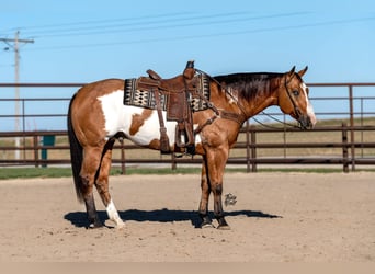 Paint Horse, Caballo castrado, 8 años, 163 cm, Buckskin/Bayo