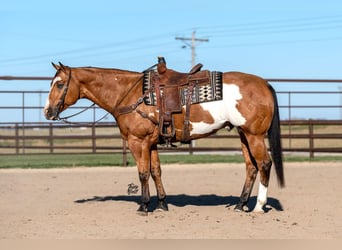 Paint Horse, Caballo castrado, 8 años, 163 cm, Buckskin/Bayo