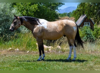 Paint Horse, Caballo castrado, 8 años, 163 cm, Buckskin/Bayo