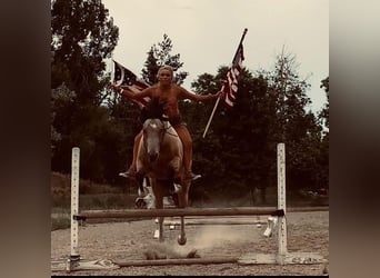 Paint Horse, Caballo castrado, 8 años, 163 cm, Buckskin/Bayo