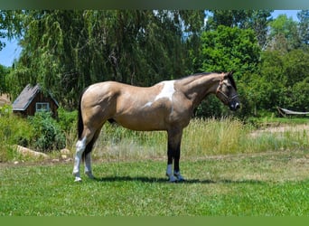 Paint Horse, Caballo castrado, 8 años, 163 cm, Buckskin/Bayo