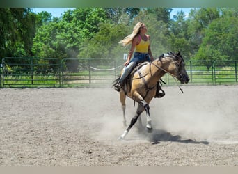 Paint Horse, Caballo castrado, 8 años, 163 cm, Buckskin/Bayo