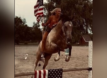 Paint Horse, Caballo castrado, 8 años, 163 cm, Buckskin/Bayo