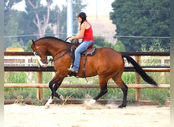 Paint Horse, Caballo castrado, 8 años, 163 cm, Castaño rojizo