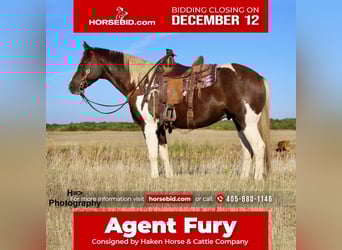 Paint Horse Mestizo, Caballo castrado, 8 años, 163 cm