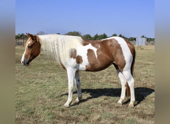 Paint Horse, Caballo castrado, 8 años, Tobiano-todas las-capas