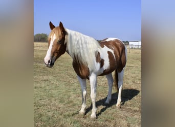 Paint Horse, Caballo castrado, 8 años, Tobiano-todas las-capas