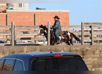 Paint Horse, Caballo castrado, 9 años, 137 cm