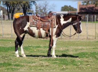 Paint Horse, Caballo castrado, 9 años, 137 cm