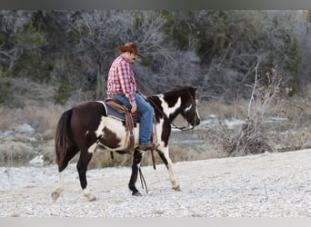 Paint Horse, Caballo castrado, 9 años, 137 cm