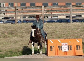 Paint Horse, Caballo castrado, 9 años, 137 cm