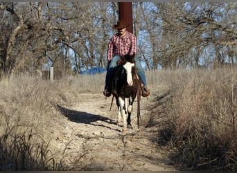 Paint Horse, Caballo castrado, 9 años, 137 cm