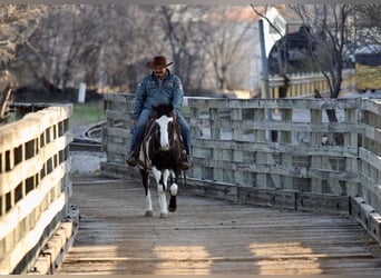 Paint Horse, Caballo castrado, 9 años, 137 cm