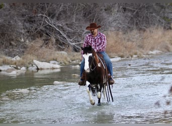 Paint Horse, Caballo castrado, 9 años, 137 cm